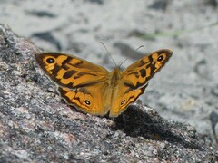 Heteronympha merope