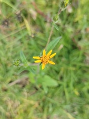 Simsia