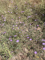Ipomoea ternifolia leptotoma