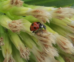 Coccinella algerica
