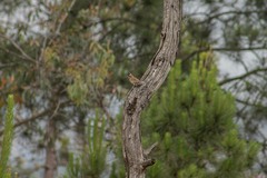 Zonotrichia capensis