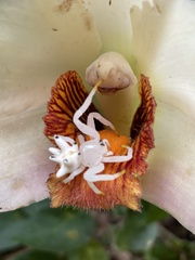 Epicadus heterogaster