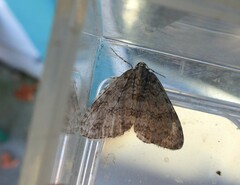 Epirrita dilutata