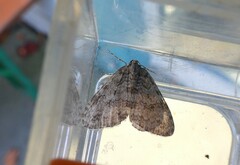 Epirrita dilutata