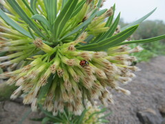 Coccinella algerica