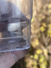 Lepyronia quadrangularis