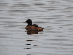 Heteronetta atricapilla