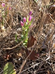 Zeltnera muehlenbergii