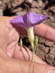 Ipomoea ternifolia leptotoma