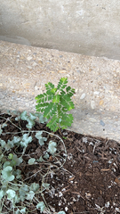 Phyllanthus urinaria