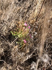 Zeltnera muehlenbergii