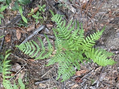 Pteridium aquilinum pseudocaudatum