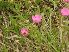 Modiolastrum gilliesii