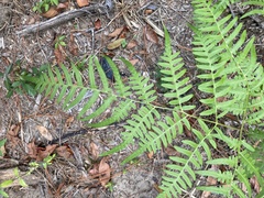 Pteridium aquilinum pseudocaudatum