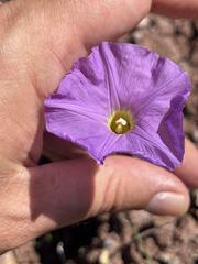 Ipomoea ternifolia leptotoma