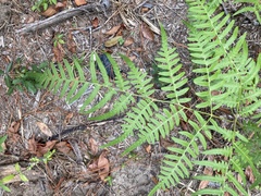 Pteridium aquilinum pseudocaudatum