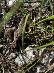 Amphimedon compressa