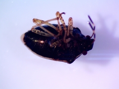 Mormidea lugens