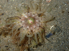 Aulactinia verrucosa