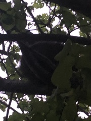 Trichosurus vulpecula