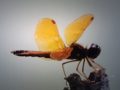 Perithemis tenera