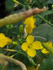 Brassica napus