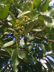 Cordia tetrandra