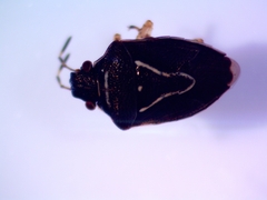Mormidea lugens