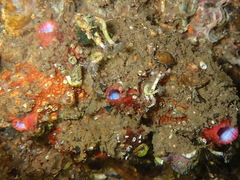 Pyura dura