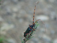 Stenaspis verticalis