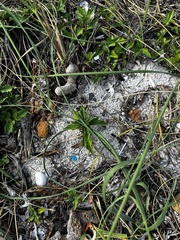 Amphimedon compressa