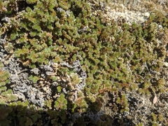 Selaginella hansenii
