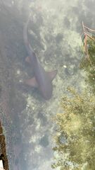 Ginglymostoma cirratum