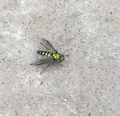 Condylostylus longicornis