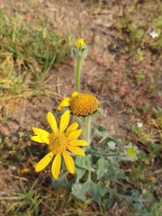 Tithonia