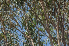 Forpus xanthopterygius