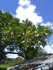 Cordia tetrandra
