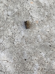 Arocatus melanocephalus