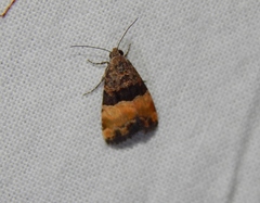 Pseudozarba bipartita