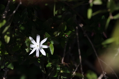 Jasminum multipartitum