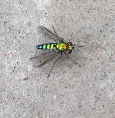 Condylostylus longicornis