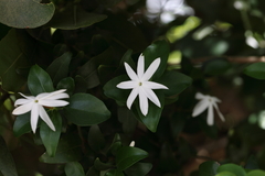 Jasminum multipartitum