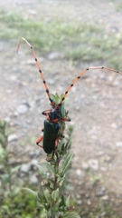 Stenaspis verticalis