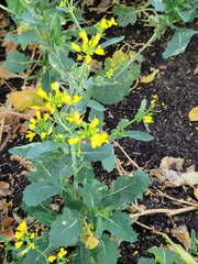 Brassica napus