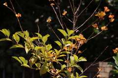 Citharexylum spinosum