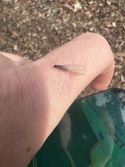 Reticulitermes hesperus