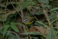 Basileuterus culicivorus