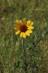 Tithonia