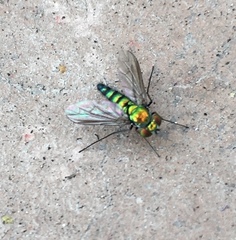 Condylostylus longicornis