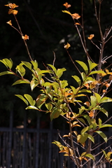 Citharexylum spinosum